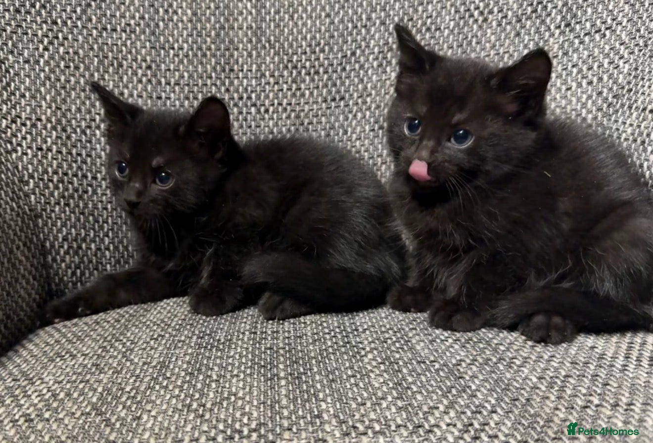Domestic Shorthair cats Smokey grey and black British shorthair kittens - Advert 3