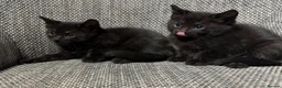 Domestic Shorthair cats for sale: Smokey grey and black British shorthair kittens - Advert 1
