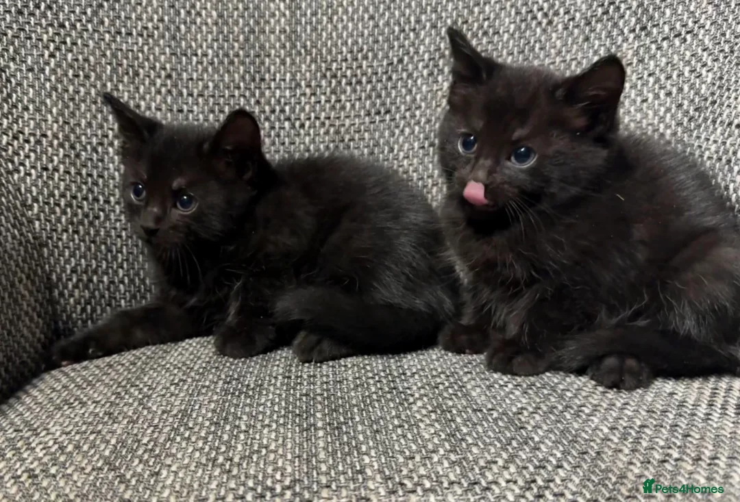 Domestic Shorthair cats for sale: Smokey grey and black British shorthair kittens - Advert 1
