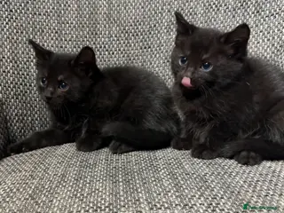 Domestic Shorthair cats Smokey grey and black British shorthair kittens - Advert 3