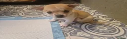Chihuahua dogs for sale: Beautiful chihuahua pups - Advert 3