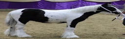 Irish Cob horses for sale: Traditional cob foal  - Advert 3