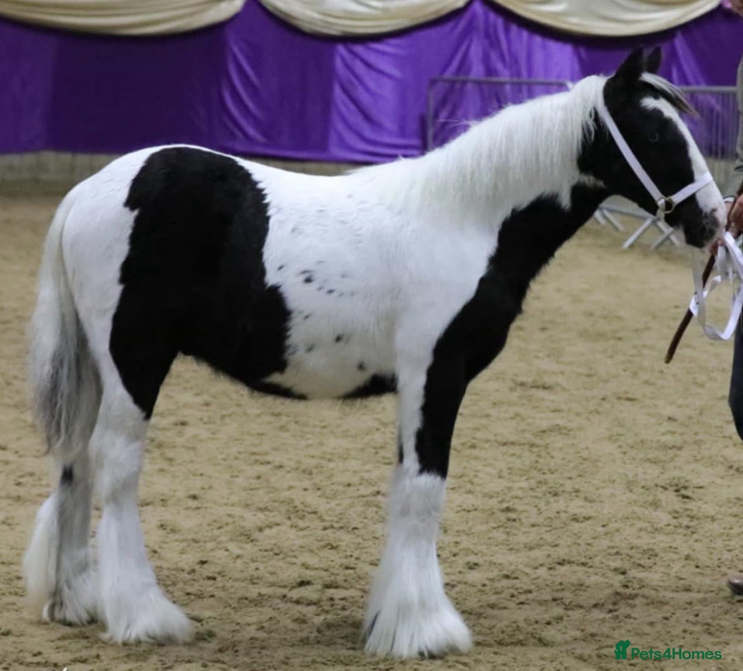 Irish Cob horses for sale: Traditional cob foal  - Advert 3
