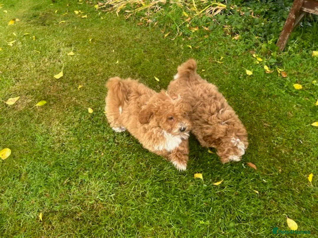 Shihpoo dogs for sale: Shih poo Teddy Bear Ollie - Advert 2