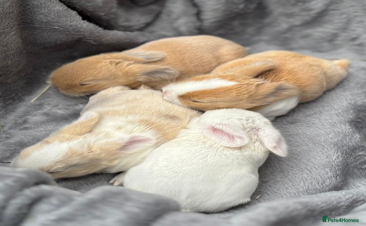 Mini Lop rabbits - Advert 16