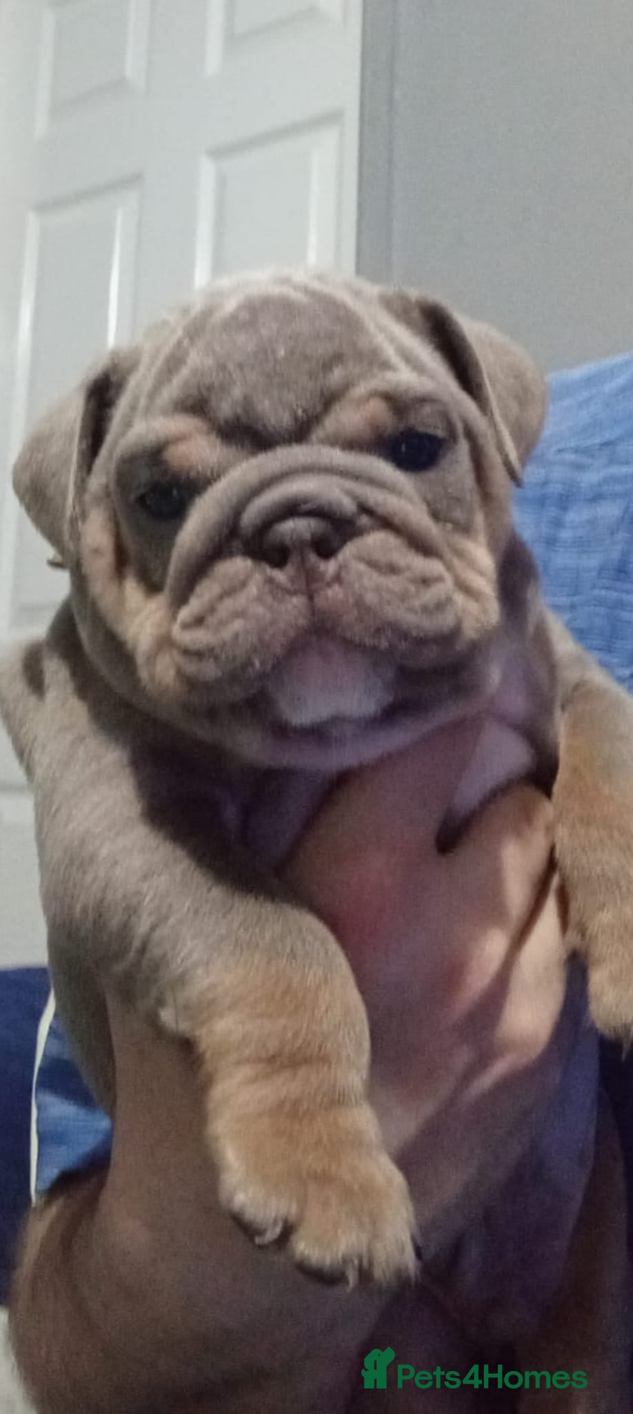 English Bulldog dogs Merle, tan, blue english bulldog litter - Advert 1
