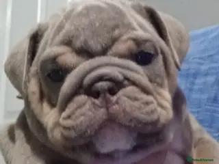 English Bulldog dogs Merle, tan, blue english bulldog litter - Advert 6