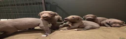 Mixed Breed dogs for sale: Bedlington whippet greyhound pups - Advert 5