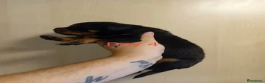 Rottweiler 4