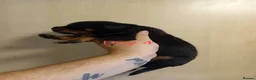 Rottweiler dogs for sale: Rottweiler puppies - Advert 10