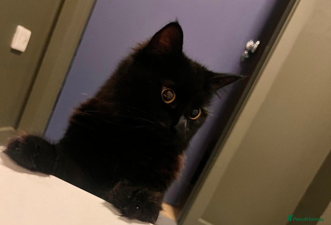 British Longhair cats for sale: Gorgeous Black Cats for New Loving Home  - Image 2