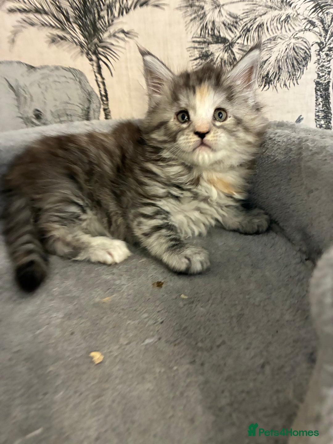 Maine Coon cats for sale: Maine Coon Kittens - Advert 16