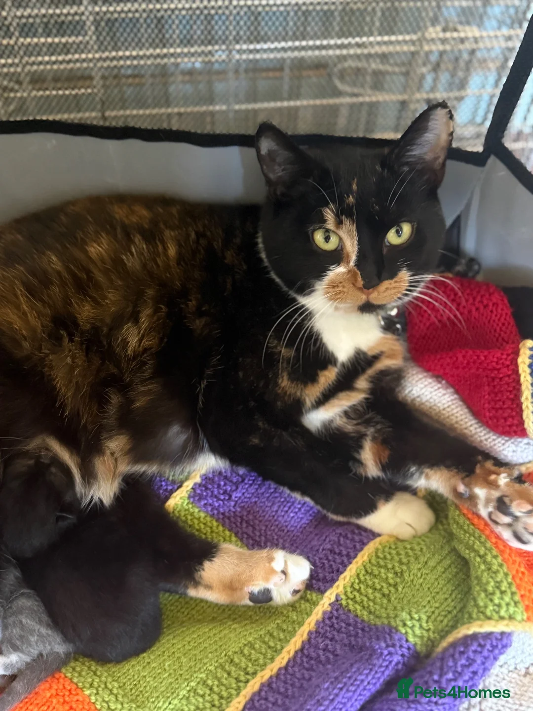 Mixed Breed cats for sale: Adorable tuxedo kittens  in Andover - Advert 8