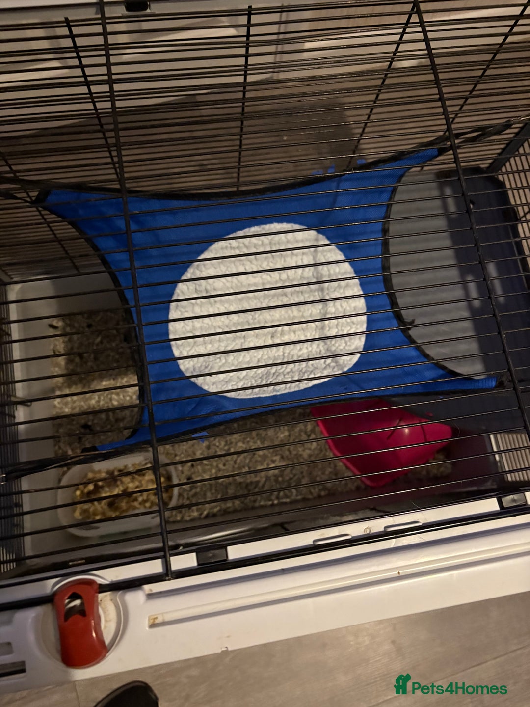 Rat rodents for sale: 2 male rats and cage  - Image 11