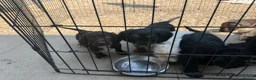 Cocker Spaniel dogs for sale: Cocker spaniel pups  - Advert 4