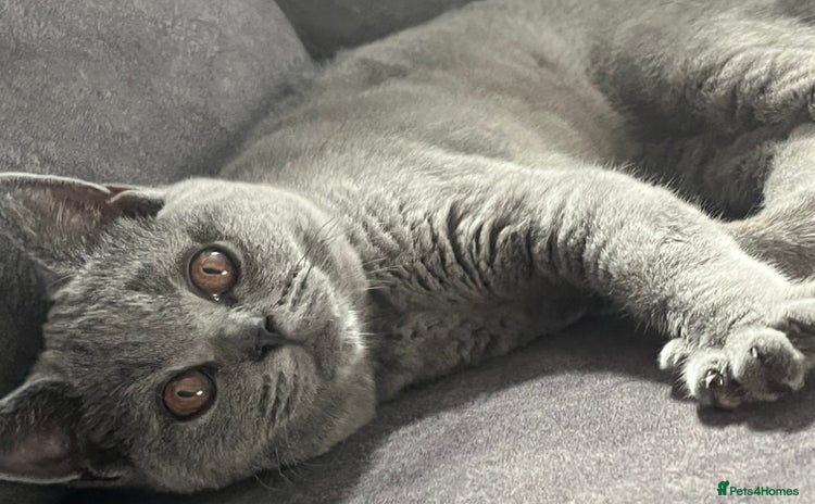 British Shorthair cats in Keighley - Advert 5