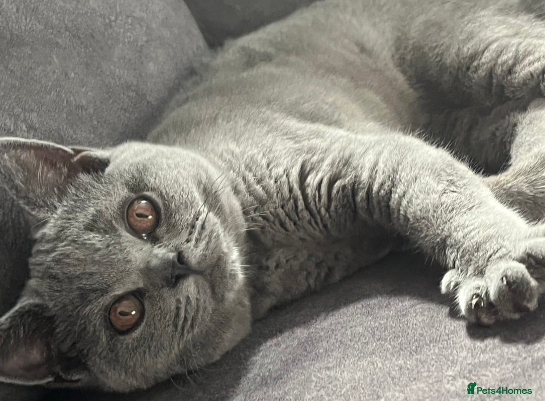 British Shorthair cats for sale: British Shorthair Female kitten-Ready to leave now in Keighley - Image 8