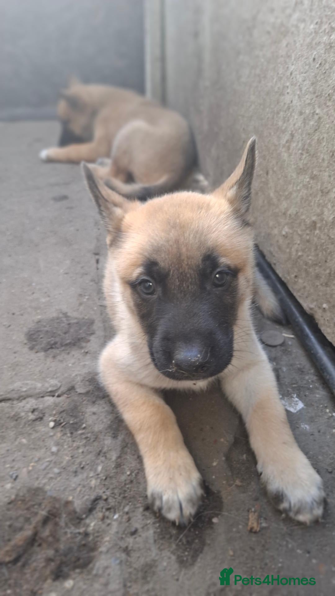 Mixed Breed dogs 🐾✨ BEAUTIFUL HUSKY x BELGIAN MALINOIS PUPPIES ✨🐾 - Advert 19
