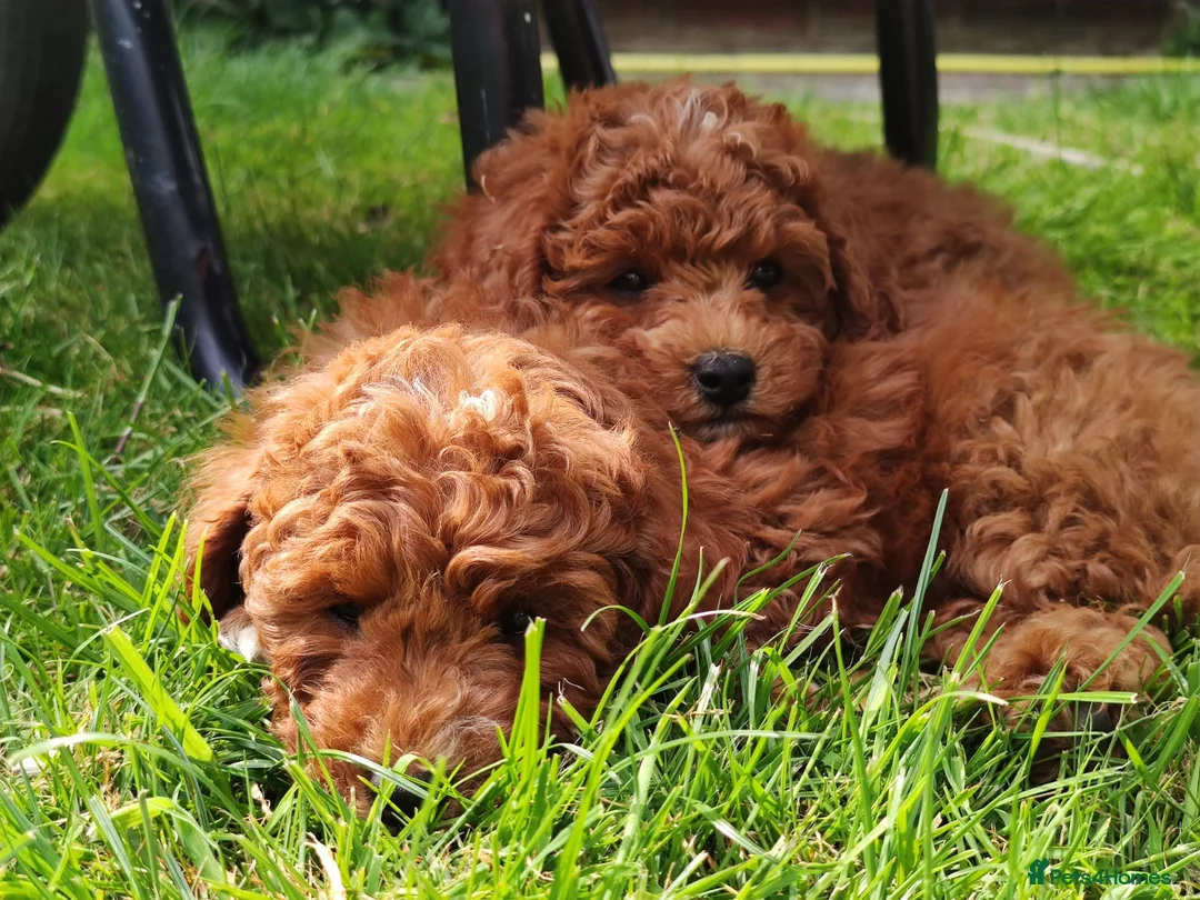 Toy Poodle dogs for stud: Two KC Reg Stud Boys in Burry Port - Advert 11