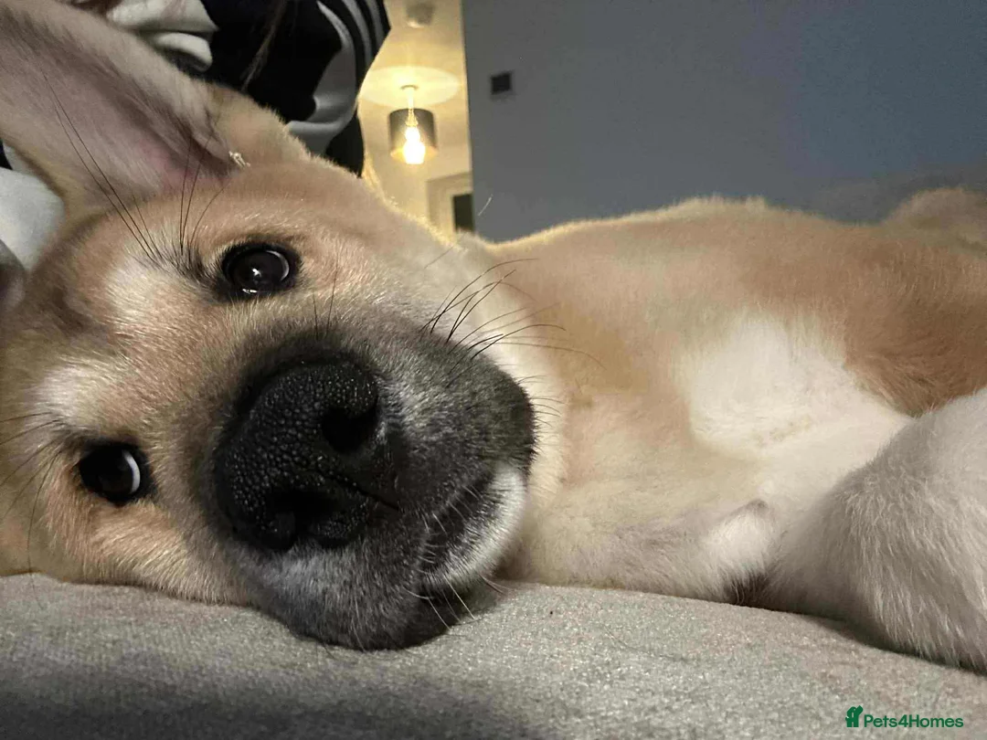 Akita dogs for sale: American Akita Kuba  - Advert 4