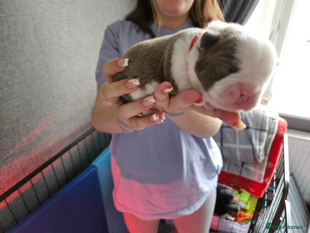 Mixed Breed dogs for sale: Frenchton Pups - Image 5