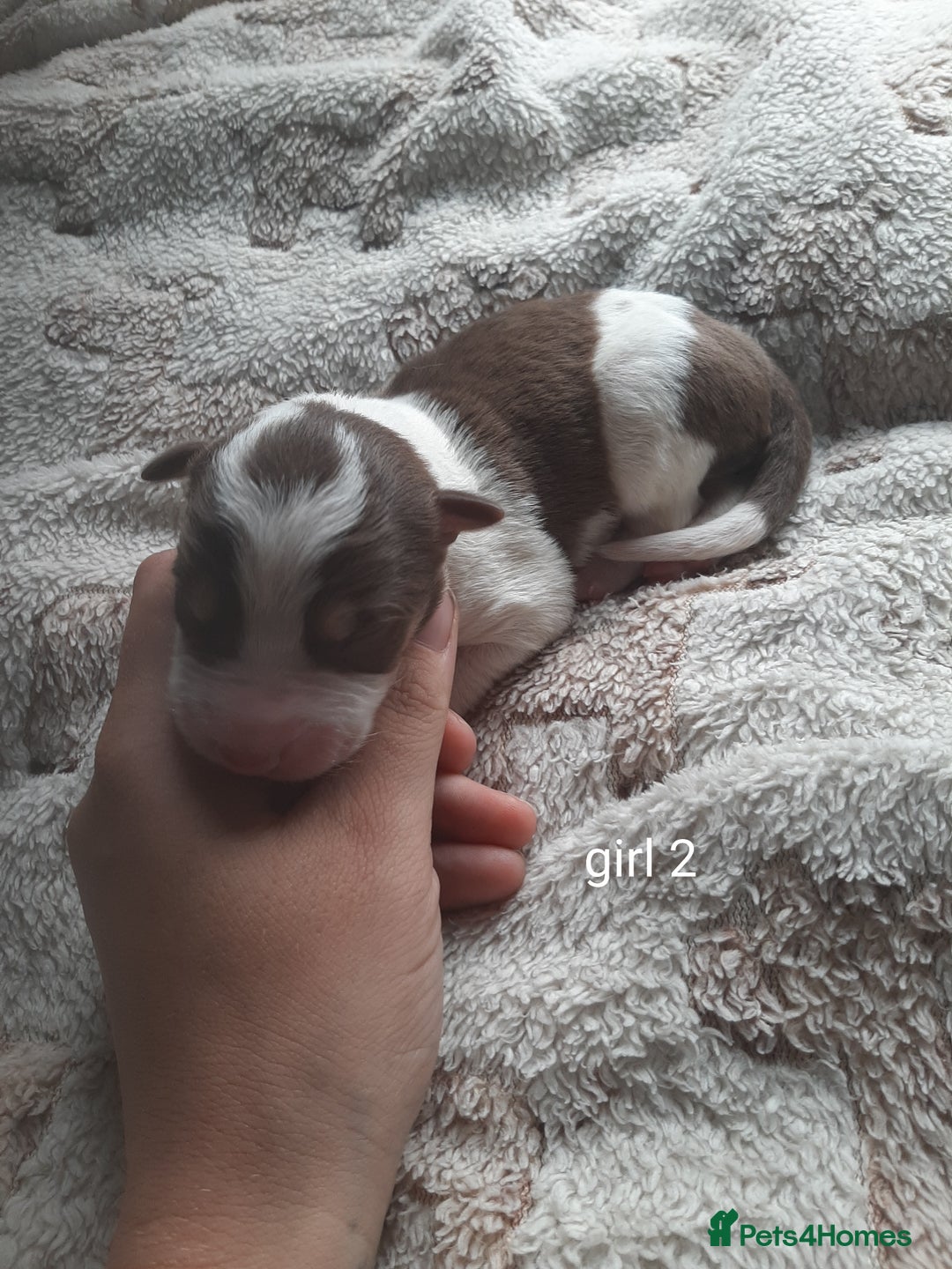 Border Collie dogs for sale: Border collie x Australian kelpie pups - Image 10