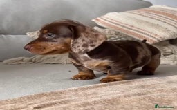Miniature Dachshund dogs for sale: Miniature Dachshund puppies! - Image 12