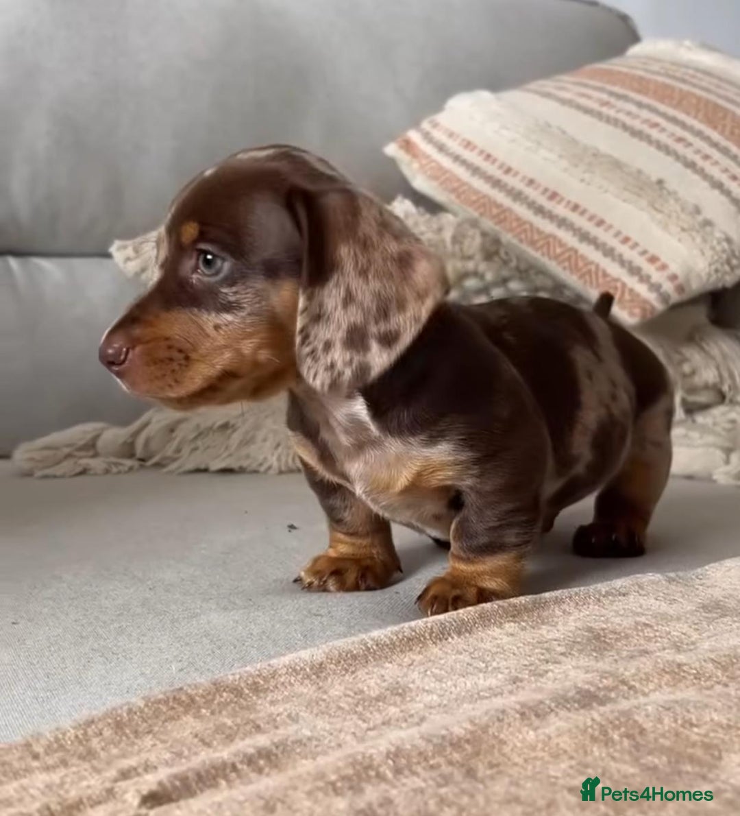 Miniature Dachshund dogs for sale: Miniature Dachshund puppies! - Image 12