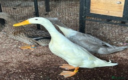 Ducks poultry for sale: Mixed breed ducks - Image 4