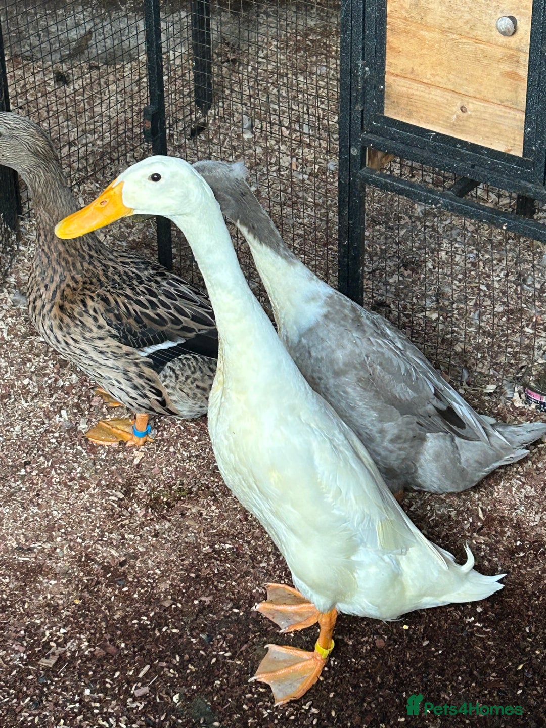 Ducks poultry for sale: Mixed breed ducks - Image 4