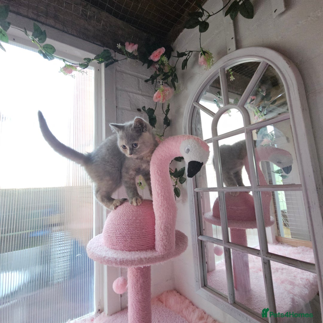 British Shorthair cats for sale: Beautiful kitten GCCF registered - Advert 15