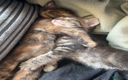 Mixed Breed cats for sale: 1 Gorgeous Tortoiseshell Left! - Image 7