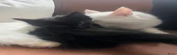 Turkish Angora cats for sale: Charming black male searching for a loving home 🐾 - Advert 7