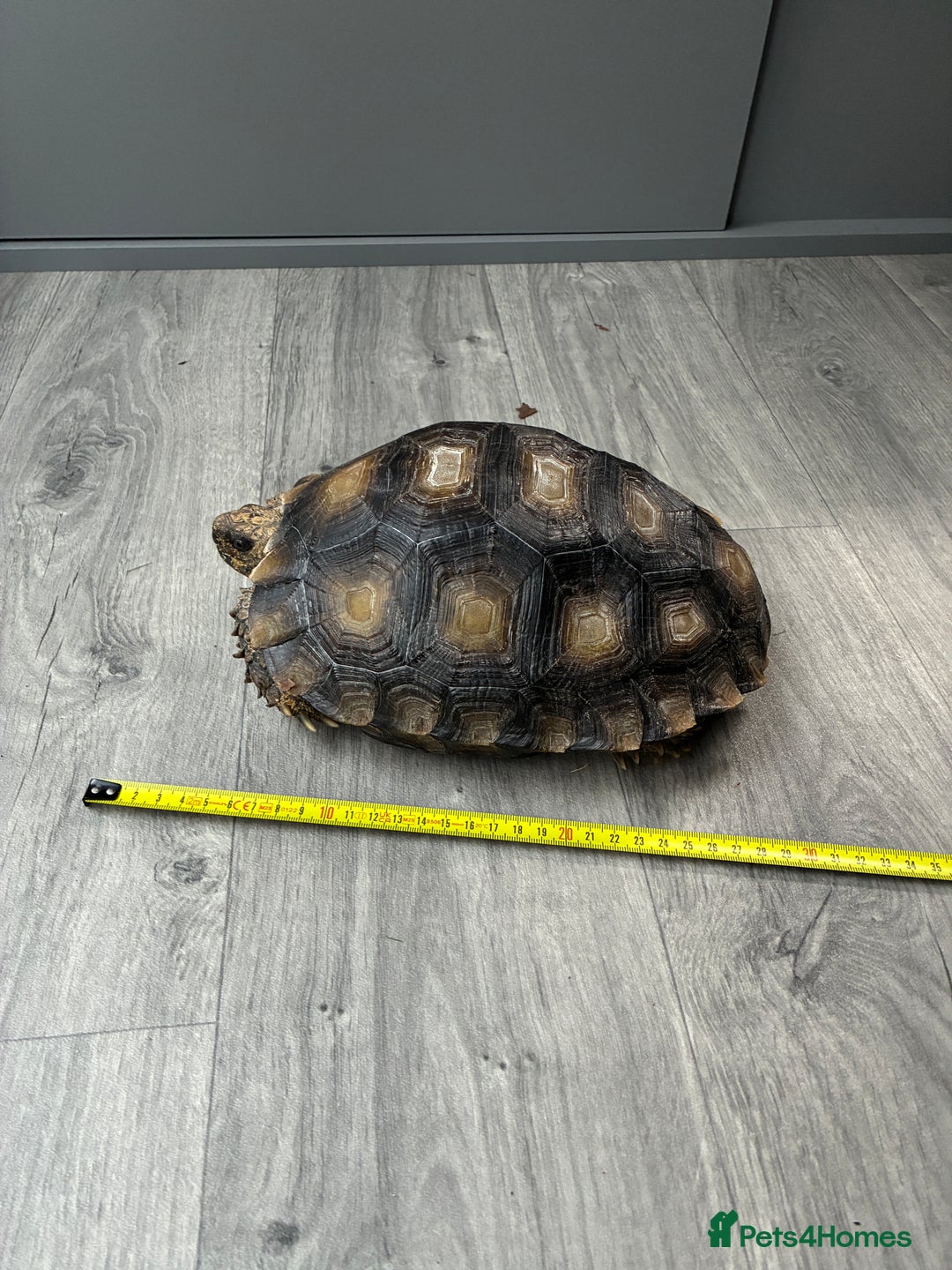 Tortoise reptiles for sale: Burmese Brown Mountain Tortoise - Advert 4
