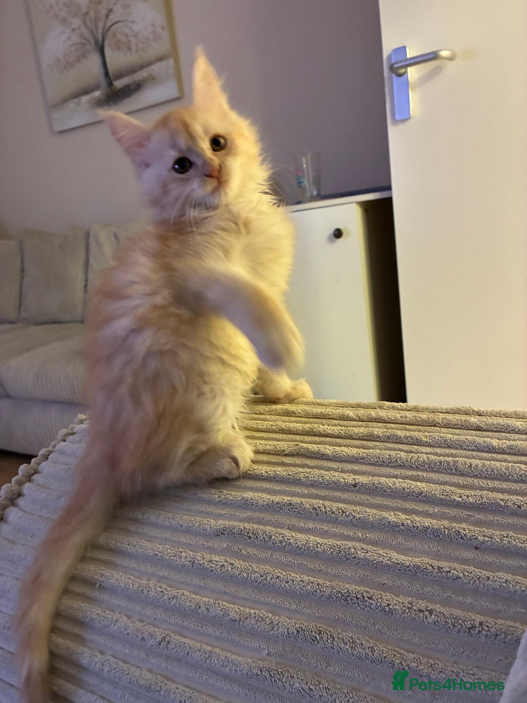 Maine Coon cats for sale: Maine coon  - Advert 8