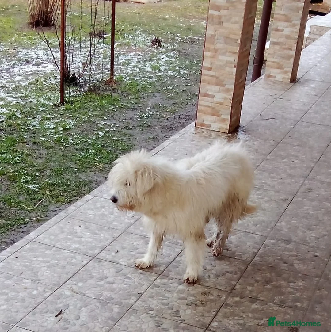 Mixed Breed dogs for adoption: ✨HIT BY A VEHICLE — LEFT FOR DEAD — CHOSE TO LIVE✨ - Advert 3