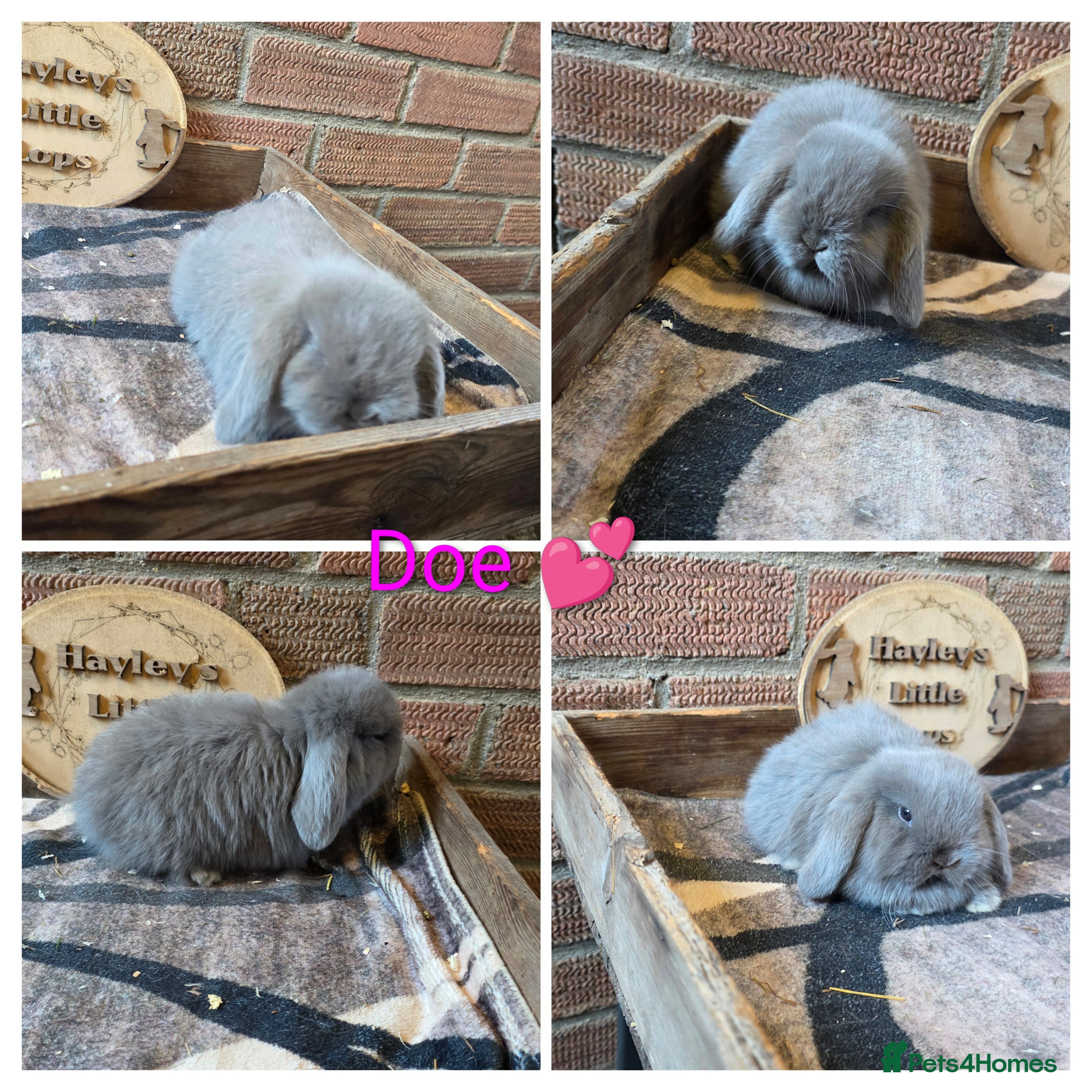 Mini Lop rabbits Gorgeous pure breed mini lops  - Advert 11