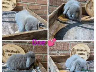 Mini Lop rabbits Gorgeous pure breed mini lops - Advert 11