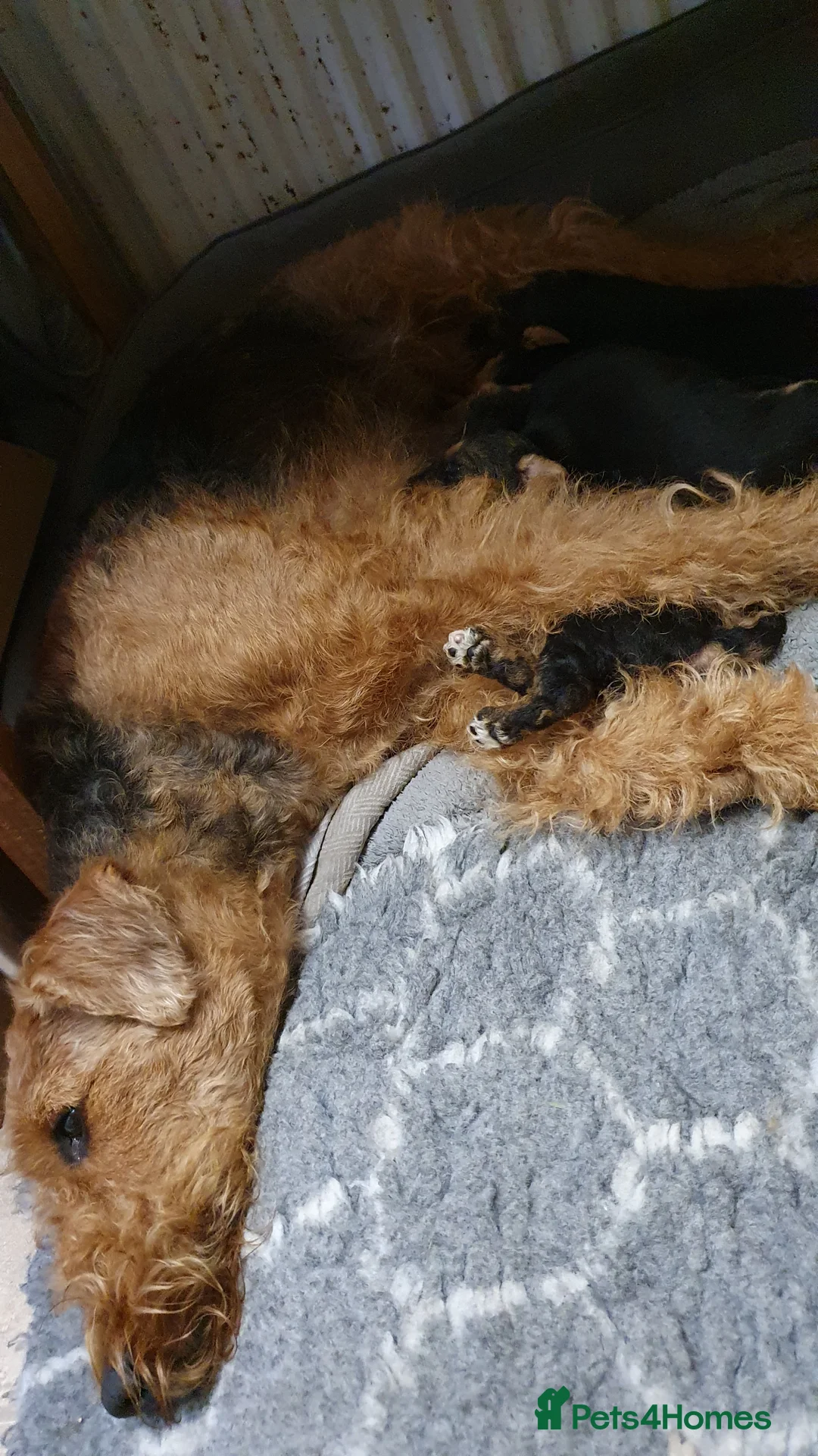 Airedale Terrier dogs for sale: Airedale puppies from health tested parents  - Advert 6