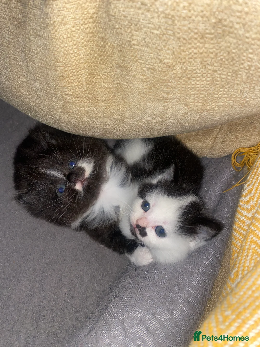 Mixed Breed cats for sale: 3 adorable kittens  - Advert 2