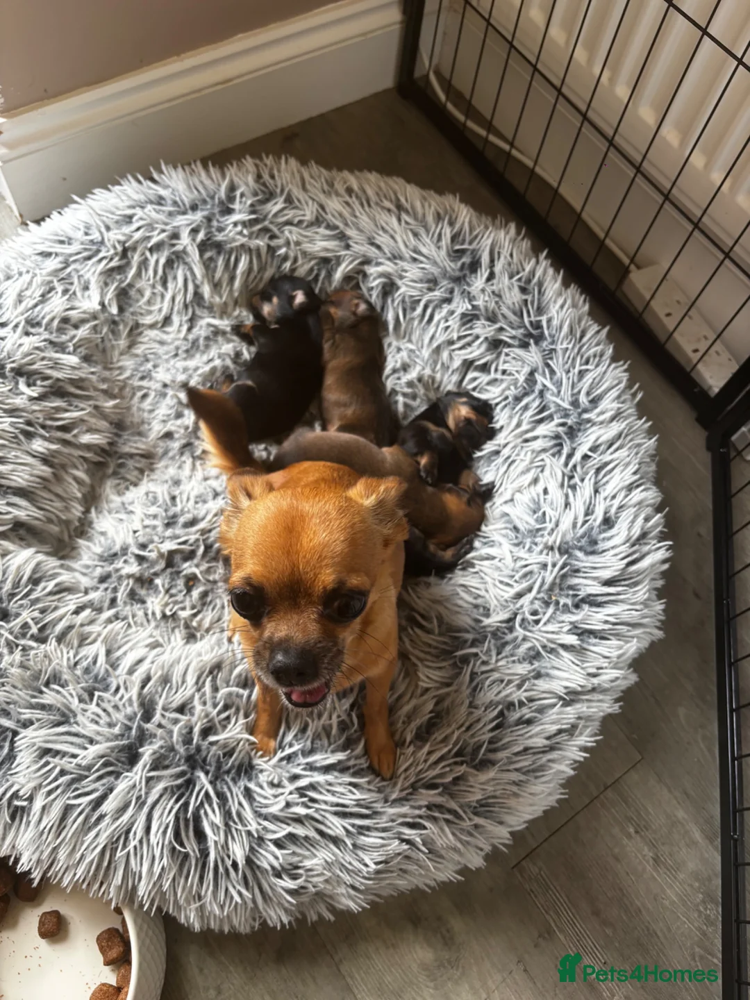 Chiweenie dogs for sale: 4 Gorgeous Chiwennie puppies - Advert 1