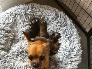Chiweenie dogs 4 Gorgeous Chiwennie puppies - Advert 2