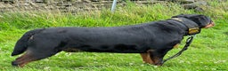 Rottweiler dogs for stud: Working Line German Rottweiler FaloconestFor Stud in Oldham - Advert 5