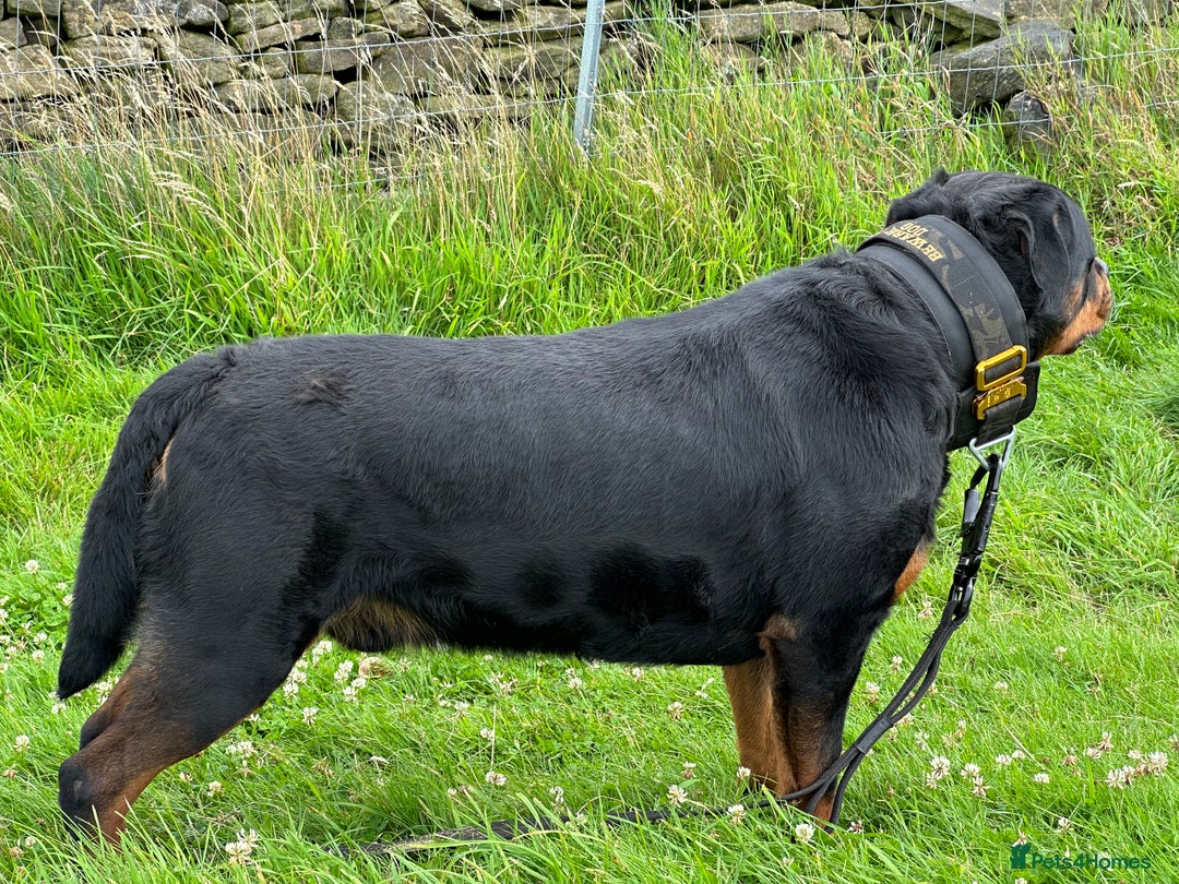 Rottweiler dogs for stud: Working Line German Rottweiler FaloconestFor Stud in Oldham - Advert 5