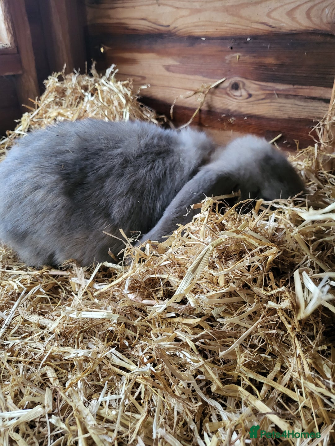 French Lop rabbits for sale: Giant French lops  - Image 13