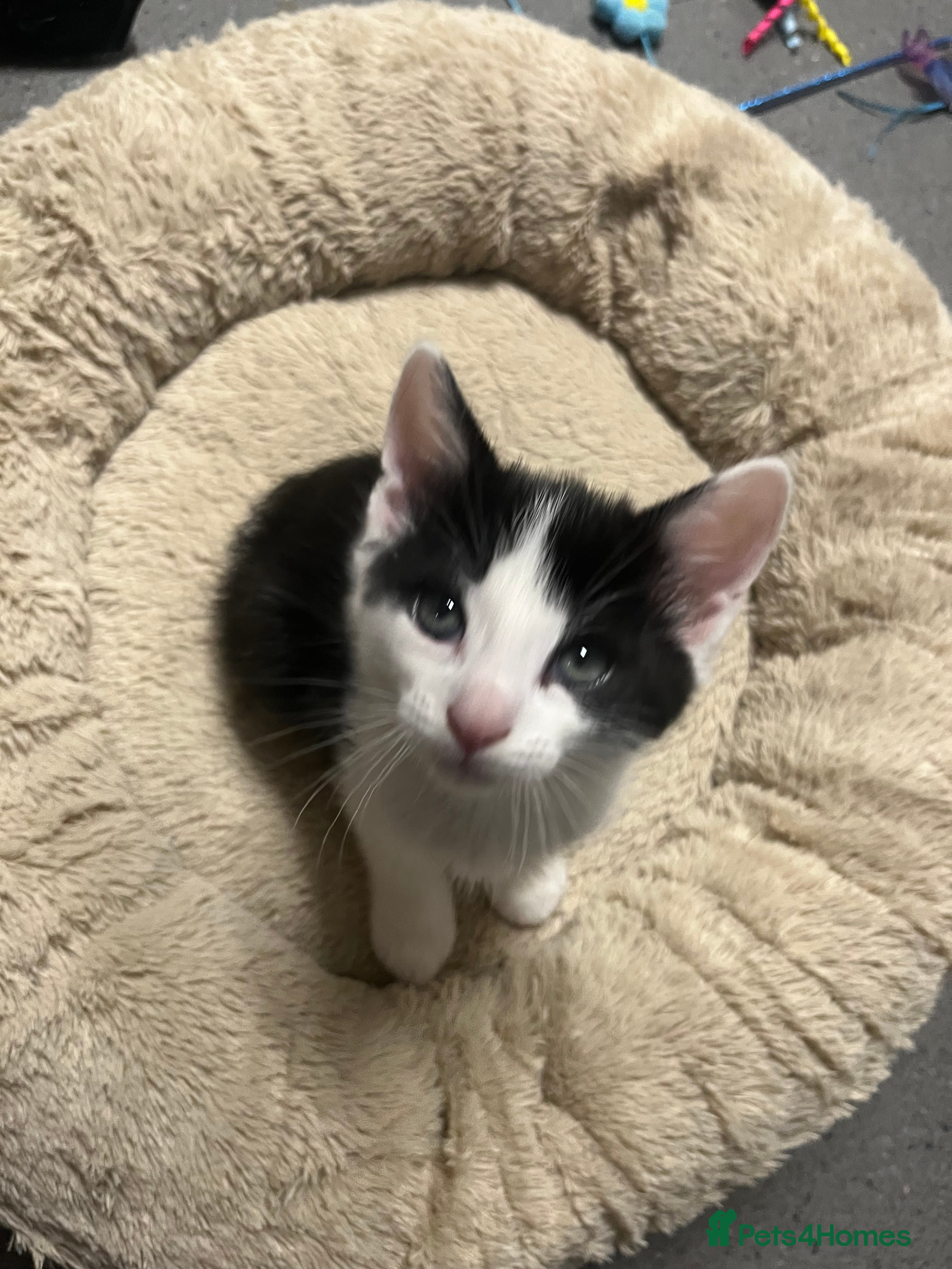 Mixed Breed cats 🐾 Stunning Tuxedo Male Kittens Available 🐾 - Advert 2