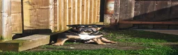 Mixed Breed dogs for sale: American bull cross old tyme  in Skegness - Advert 1