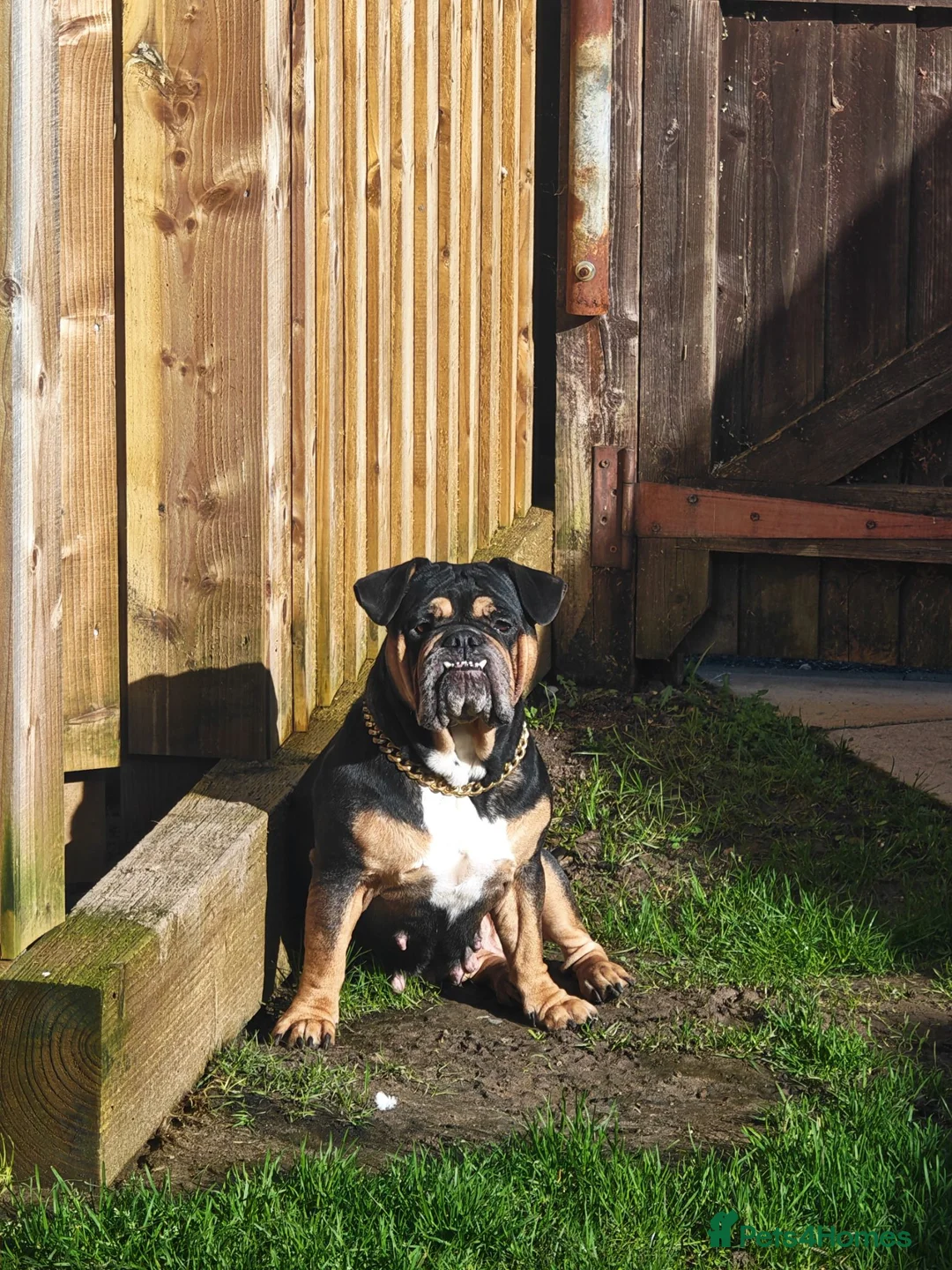 Mixed Breed dogs for sale: American bull cross old tyme  in Skegness - Advert 1
