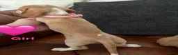 Miniature Dachshund dogs for sale: Beautiful Cream Dachshund Pups 5 ⭐ Licensed  - Advert 7