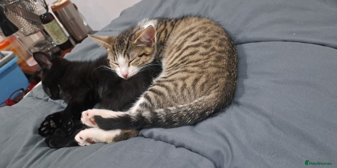 British Shorthair cats for sale: Kiko and memi - Image 1